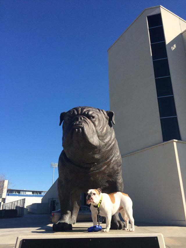 1-bulldogs